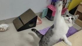 肥猫最新爆料视频,揭秘娱乐圈惊人内幕! 第3张 肥猫最新爆料视频,揭秘娱乐圈惊人内幕! 第3张